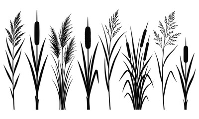 Obraz premium Black and white of cattails and reeds in wetland marsh