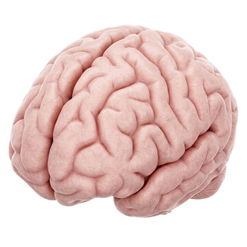 Human brain organ thinking knowledge and memory concept
