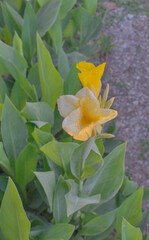 Fototapeta premium Yellow Canna Lily Flower Growing Among Green Leaves.