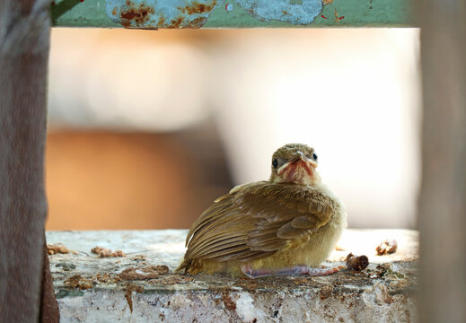 Cute streak-eared bulbul (Pycnonotus conradi) fledgling bird sitting on a balcony ledge after leaving the nest