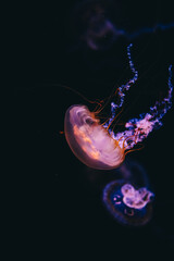 Colorful jellyfish swim in dark water during an ocean exhibit at a local aquarium in the evening © ir1ska
