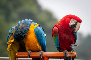 Pair of colorful macaws perched side by side, featuring a blue-and-yellow macaw and a scarlet macaw with vibrant plumage outdoors. © Ariyanto