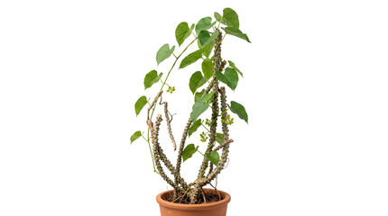 Fototapeta premium Vibrant green houseplant flourishes in simple pot