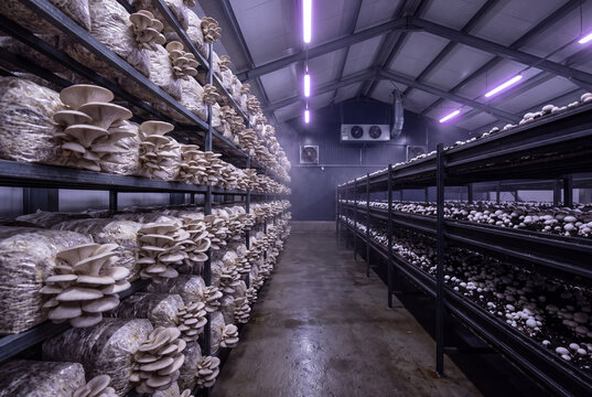 Commercial Mushroom Farm Growing Fresh Oyster and Button Mushrooms on Shelves Under UV Grow Lights