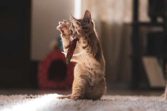 Playful young tabby kittens running, jumping, playing and interacting indoors.