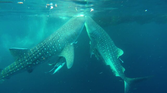 Aerial view of whale sharks swimming in the deep blue ocean waters of Indonesia.