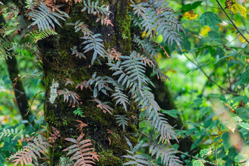 Epiphyte fern leaf © ThamiShankar