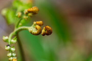 Fern leaf © ThamiShankar