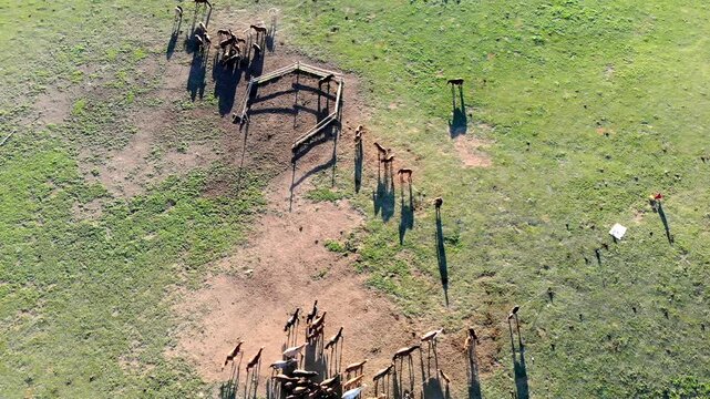 Aerial drone view of horse herd capture as cowboys rope and restrain animals on open pasture.