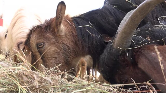 Goats feeding on dry hay at rustic farmyard as curious faces gather around fodder in daylight.