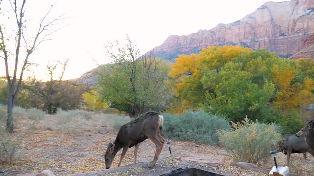 Family of mule deer grazing at a campsite in zion national park, utah, with stunning red rock formations and colorful autumn foliage creating a picturesque background
