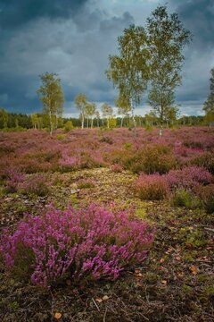 Autumnal landscape with blooming Common Heather flowers and birches on the background. Kozlow Desert, Poland