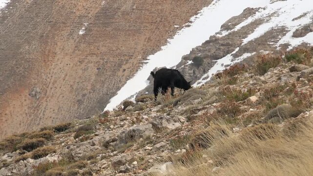 Black goat grazes on rocky slope in winter, hardy caprine foraging through cold upland terrain.