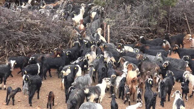 Crowded goats gather inside rustic corral, domestic herd confined within simple rural enclosure.