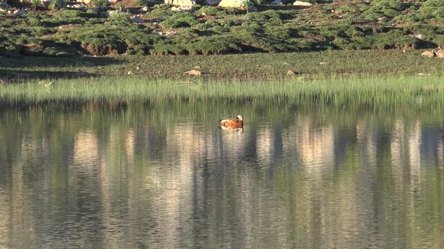 Ruddy shelduck swims on calm water with soft reflections in a peaceful wetland scene.