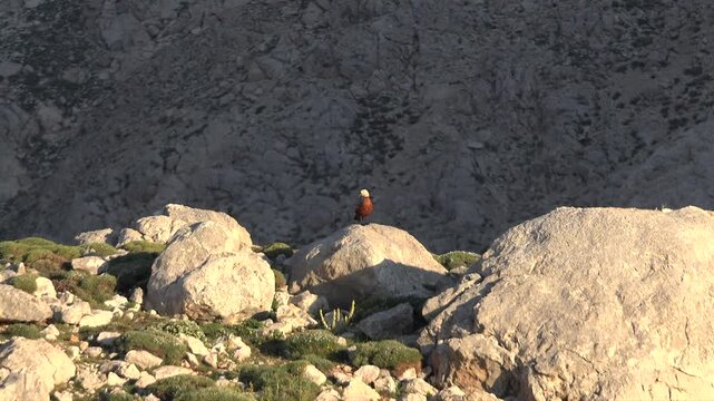 Ruddy shelduck stands alone on a rock, watching the surroundings in a quiet open habitat.