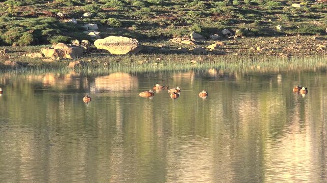 Small flock of ruddy shelducks swims across a calm lake in a peaceful wildlife scene.