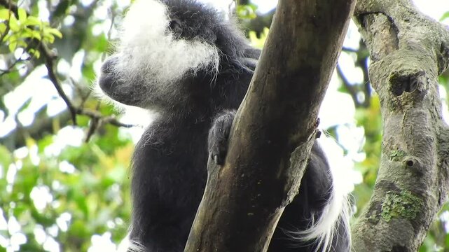 Colobus monkeys climb trees across African rainforest showing wild primates in canopy habitat.
