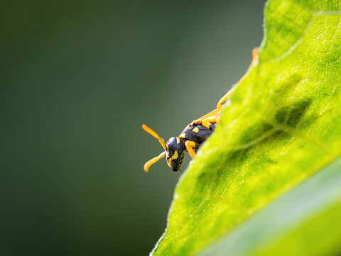 Wasp on a leaf