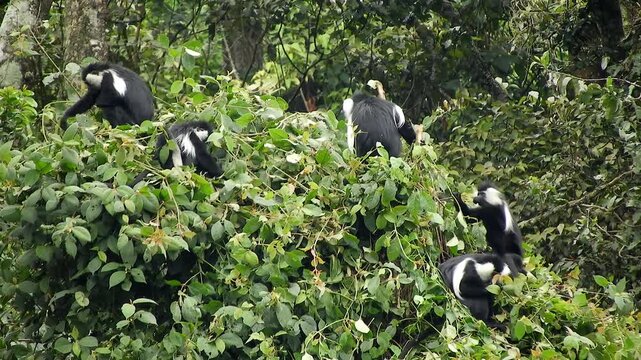 Colobus monkeys climb trees across African rainforest showing wild primates in canopy habitat.
