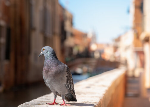 pidgen on a rural wall with venice canal background