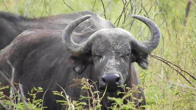 African buffalo closeup in Democratic Republic of the Congo, black horned bovine portrait.