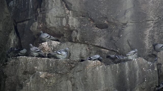 Wild rock pigeons gather on a rocky wall in natural habitat with rough stone texture.