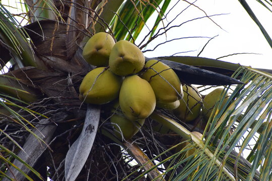 Close-up of coconuts and palm fronds on a coconut palm tree