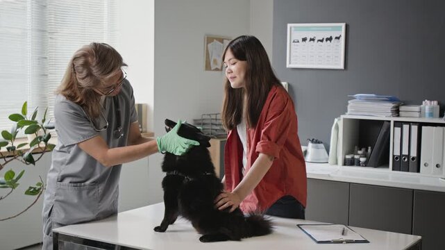 Female veterinarian examining black dog while Asian teenager comforting pet during checkup. Footage suited for veterinary clinic advertising and pet healthcare videos