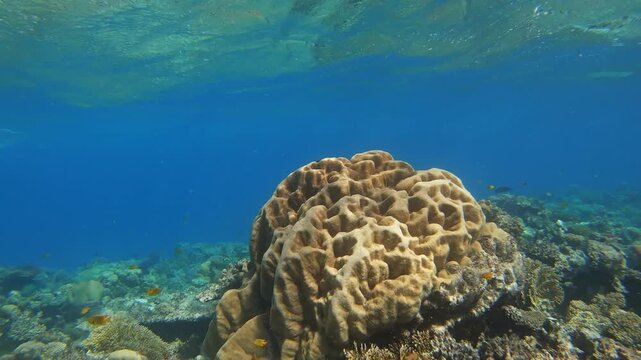 View of a large brain coral formation surrounded by smaller corals and clear blue water in the Red Sea, Egypt.