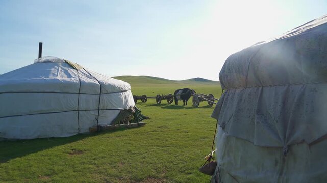 Mongolian ger tents, wooden carts, and a yak stand on open pasture in a rural nomadic camp.