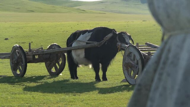 A yak is harnessed to an old wooden ox cart on the Mongolian steppe.