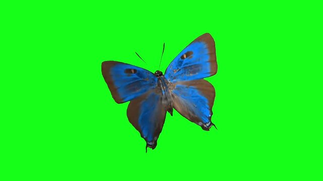 Blue Butterfly Flapping Wings Flying in Place on Green Screen Chroma Key