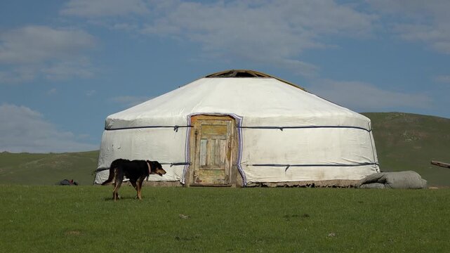 A black dog walks toward the door of a white Mongolian ger on treeless grassland.