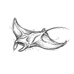 manta ray in hand drawn sketch style isolated on transparent background for marine life designs and patterns. © Arshman