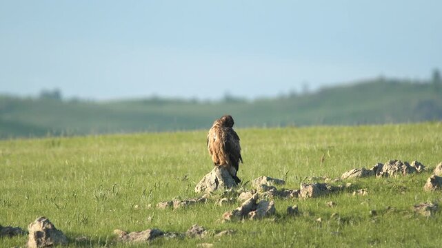 Brown raptor perched on a rock preens and scratches in open grassland habitat in natural habitat.