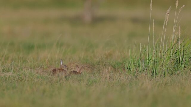 Wild rabbit (oryctolagus cuniculus) in the grass on a meadow during evening light