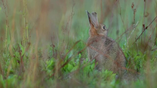 Wild rabbit (oryctolagus cuniculus) in the grass on a meadow during evening light