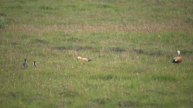 Ruddy shelduck family walks with young chicks across treeless meadow like wild ducks.
