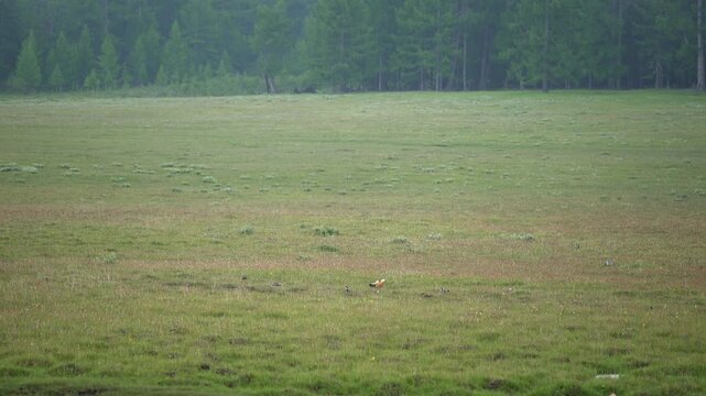 Ruddy shelduck family walks with young chicks across treeless meadow like wild ducks.