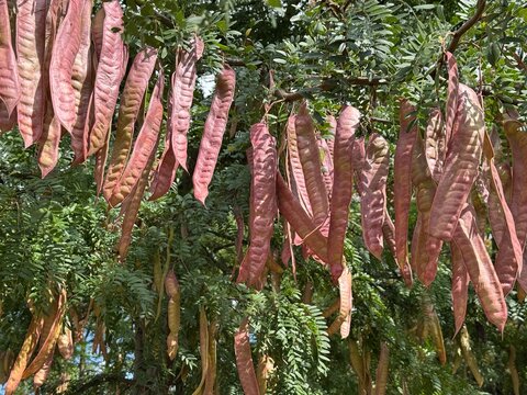 Close-up of long, reddish-brown seed pods hanging from a honey locust tree (Gleditsia triacanthos), also known as thorny locust, showcasing detailed foliage and autumn legume fruits in a natural park.