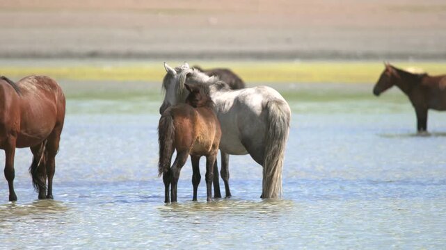 Wild horses stand in shallow lake water to cool down and escape parasites in open country.