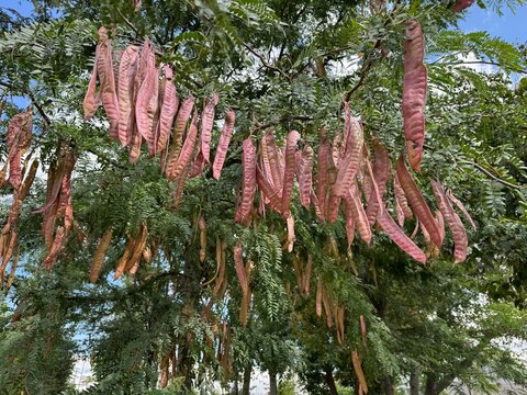 Close-up of long, reddish-brown seed pods hanging from a honey locust tree (Gleditsia triacanthos), also known as thorny locust, showcasing detailed foliage and autumn legume fruits in a natural park.