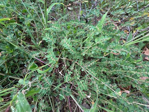 Top-down close-up view of small green leaves and tiny flowers of a prostrate spurge plant (Euphorbia maculata, Chamaesyce maculata) growing densely on the ground among grass in a natural garden.