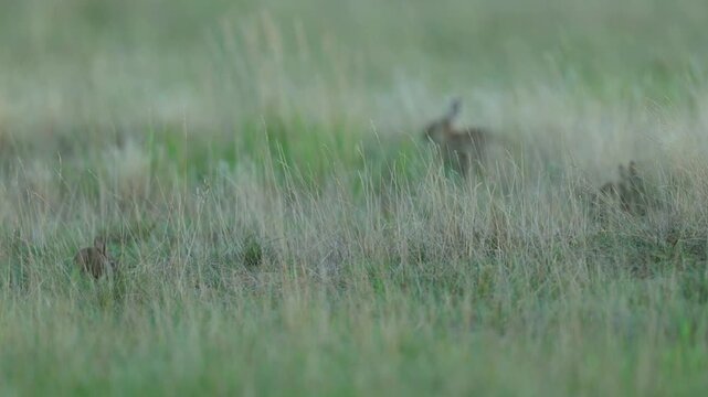Wild rabbit (oryctolagus cuniculus) in the grass on a meadow during evening light