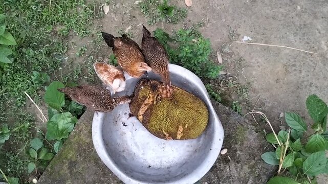 Rural chickens eating jackfruit from a bowl, top-down video footage