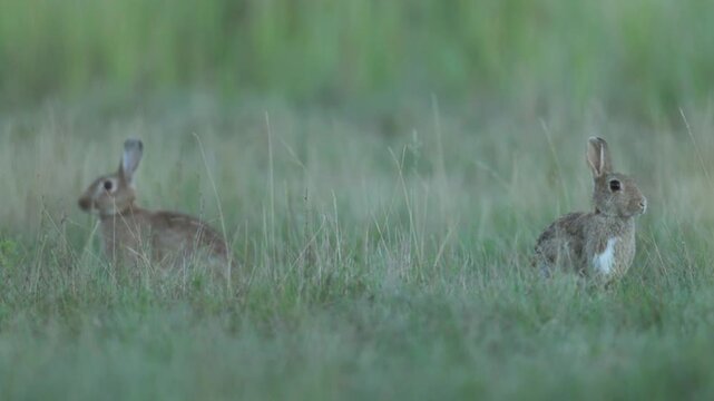 Wild rabbit (oryctolagus cuniculus) in the grass on a meadow during evening light