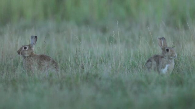 Wild rabbit (oryctolagus cuniculus) in the grass on a meadow during evening light