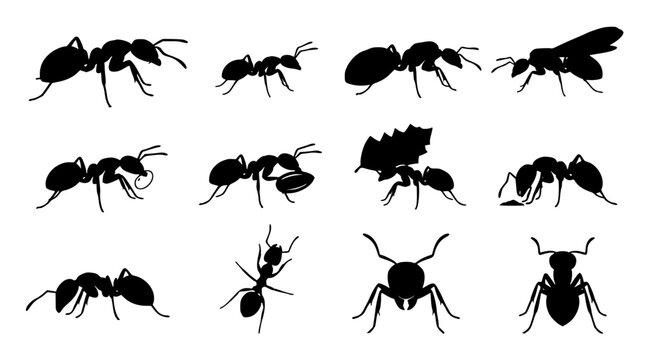 Black Ant Silhouette Icon Set Featuring Insect Species, Worker Ants Carrying Leaf, and Queen Ant Symbols for Pest Control and Biology Graphic Designs