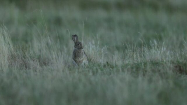 Wild rabbit (oryctolagus cuniculus) in the grass on a meadow during evening light